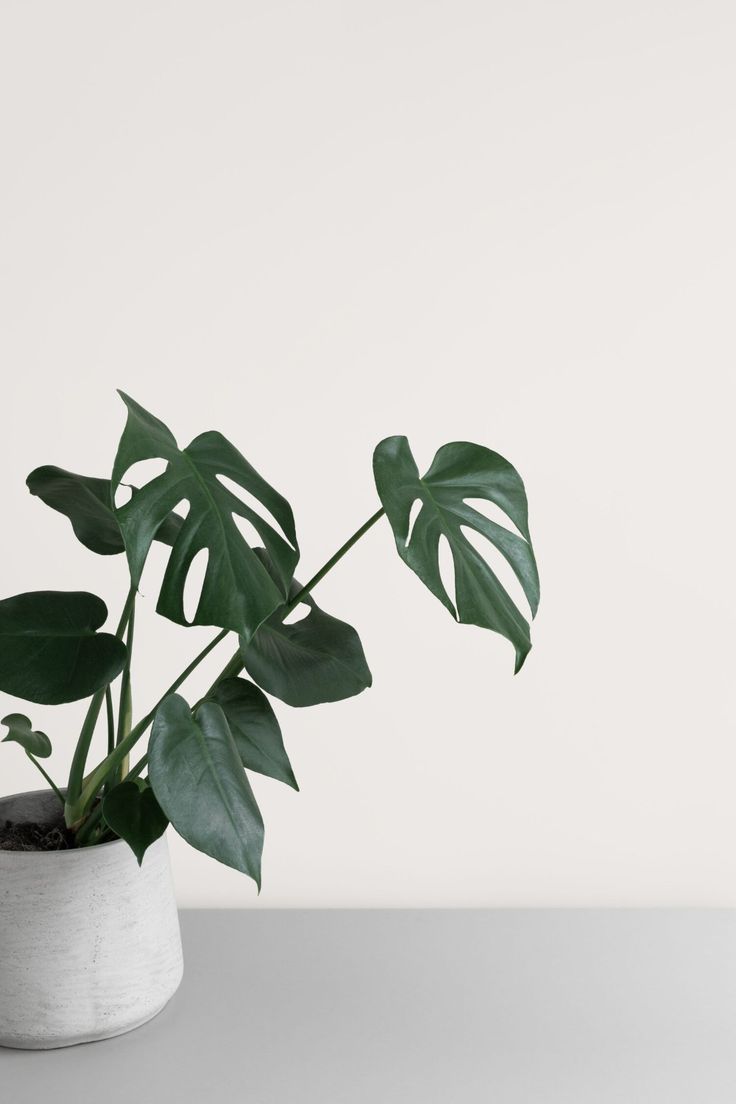Decorating with Foraged Greenery for Christmas